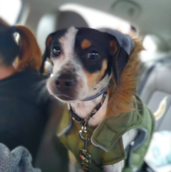 Profile Picture of Lindsey Anderssen (@lizard5432) on Poshmark