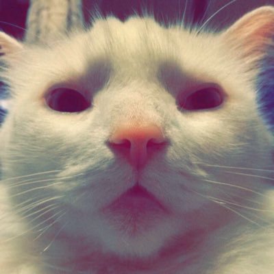 Profile Picture of Richard Hesketh (@nlgnome) on Twitter