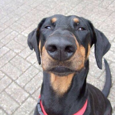 Profile Picture of Michael Jentsch (@o0DOBERMANN0o) on Twitter