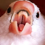 Profile Picture of Dawn Bird_던버드 (@dawnbird_3446) on Youtube