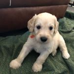 Profile Picture of Fynn Williams (@hucklefurryfynn) on Instagram