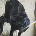 Profile Picture of Nicki_puglife101&Benny_Burton (@the_devils_child101) on Instagram