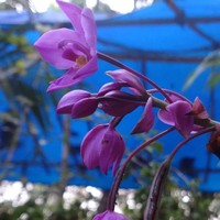 Profile Picture of Sowmya Shankar (@sowmya-shankar-11) on Quora