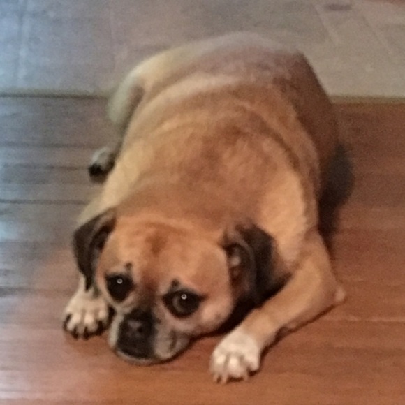 Profile Picture of Amy Jasinski (@abergman2) on Poshmark