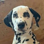 Profile Picture of Marshall (Parker) (@captain.marshall.fire.dal) on Instagram