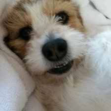 Profile Picture of David Marder (@dsmarder) on Twitter