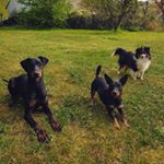 Profile Picture of Au bonheur des animaux (@chris_kinder60) on Instagram