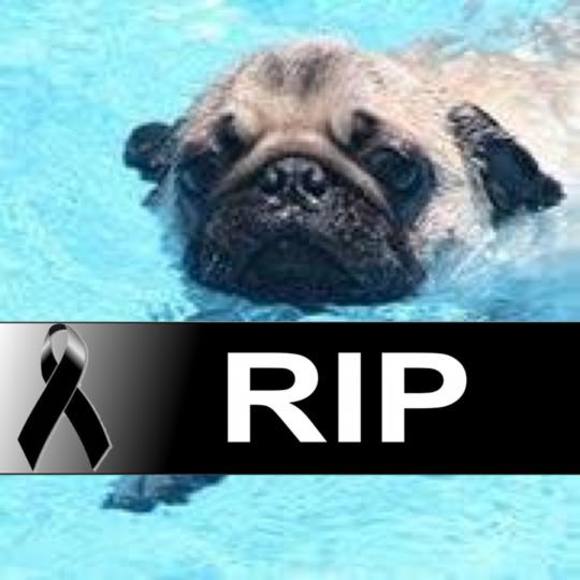 Profile Picture of George Pelter (@georgepelter) on Poshmark