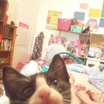 Profile Picture of Candy Mitchell (@candy_corncat) on Instagram