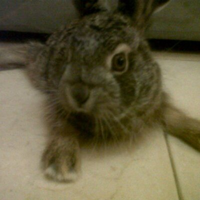 Profile Picture of Andy O Lucas (@AndyVacaRojas) on Twitter