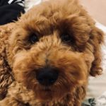 Profile Picture of Howard Tarzia (Labradoodle) (@howardofhartley) on Instagram