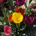 Profile Picture of Alice (@conradt_06) on Pinterest