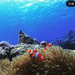 マリンサービスNear - Instagram Profile Picture of マリンサービスNear (@showg.dive) on Instagram