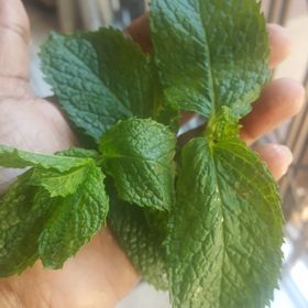 Profile Picture of Wilma (@paulsew06) on Pinterest