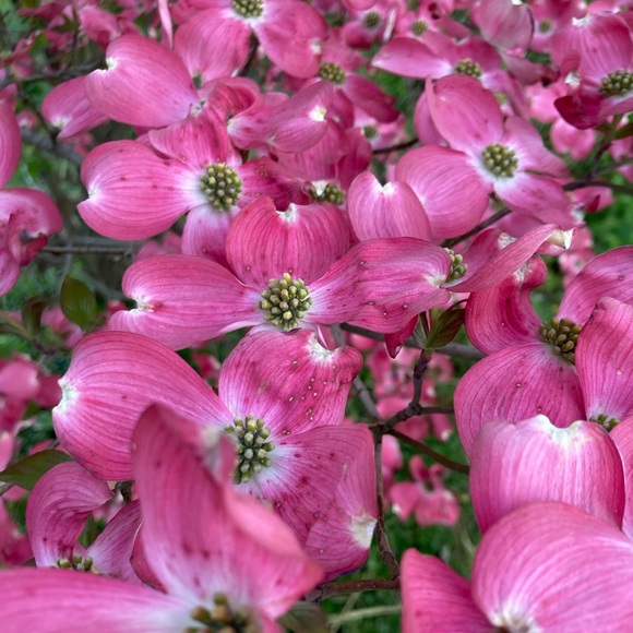 Profile Picture of Raychel Shuker (@nurseraych) on Poshmark