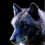 Danny Pelletier - Instagram Profile Picture of Danny Pelletier (@danny.pelletier.5) on Instagram