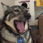 Profile Picture of Lily & Piper Wood (@the_sweetest_vallhunds) on Instagram