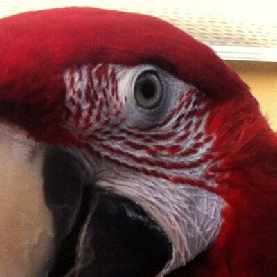 Profile Picture of Nick Massimo (@massimoville) on Twitter