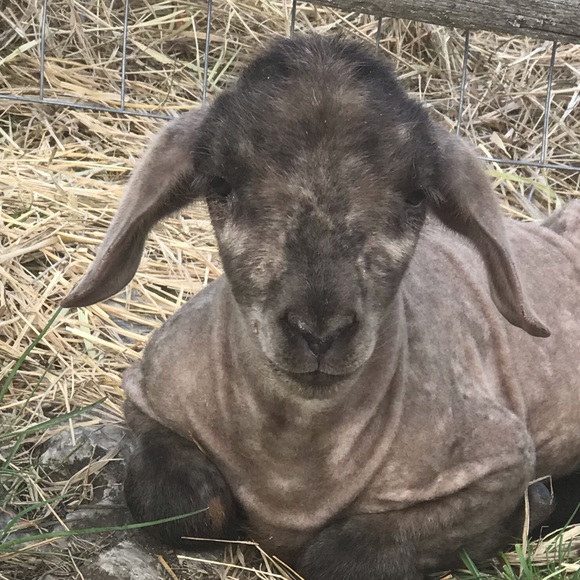 Profile Picture of Troy Carlson (@troyctroyc) on Poshmark