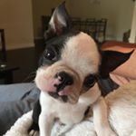 Profile Picture of Albert George Lynch-Speight (@albertspeight) on Instagram
