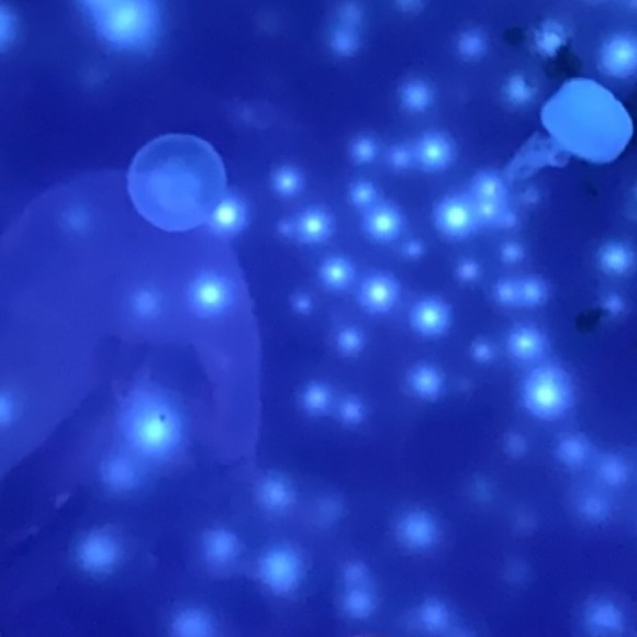 Profile Picture of Gwen Pflug (@gwenp1414) on Poshmark