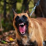 Profile Picture of Nikola Sokolovic (@working_show_malinois) on Instagram