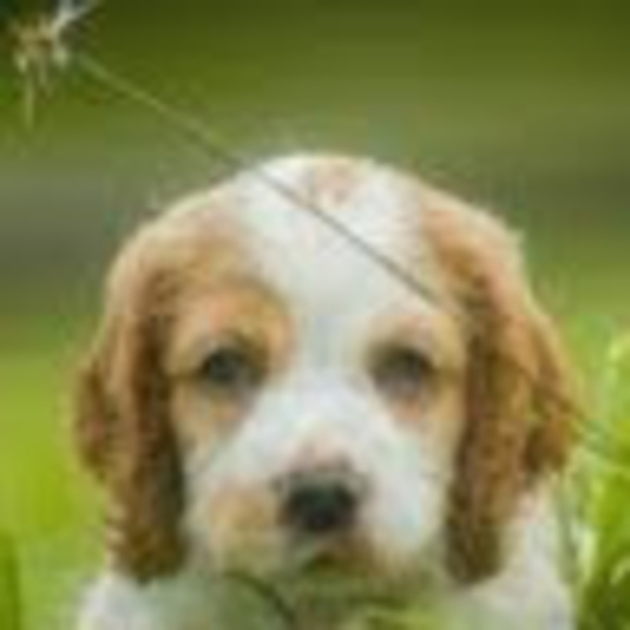 Profile Picture of Makenzie Kriner (@krinermm26) on Poshmark