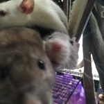 Profile Picture of Cashew, Hazel, and Almond (@ratcity_bitch) on Instagram
