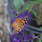 Profile Picture of Christine Gable (@christinegable1) on Flickr