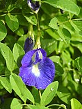 Profile Picture of Clitoria ternateaon Wikipedia