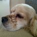 Profile Picture of Jason N (@doggychase316) on Pinterest