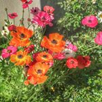 Profile Picture of Keith Karen Sutherland (@melbourne_getaway_airbnb) on Instagram