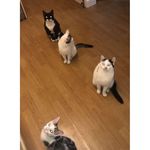 Profile Picture of Jake, Milo, Bobby & Timmy (@jake_milo_bobby_timmy) on Instagram