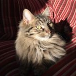 Profile Picture of Arthur Granger (@kingarthur_mainecoon) on Instagram