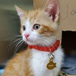 Profile Picture of Walter & Friends (@walter_the_ginger_tabby) on Instagram