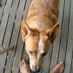 Profile Picture of Tony McLelland (@tonymac99) on Pinterest