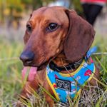 Profile Picture of Walter (@sirwalterwurst) on Instagram