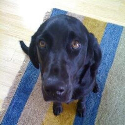 Profile Picture of Greg Levin (@gelevin) on Twitter