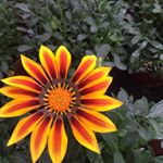 Profile Picture of Kim (@kim.roling) on Instagram