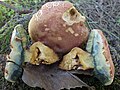 Profile Picture of Rheubarbariboletus persicoloron Wikipedia