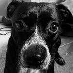 Profile Picture of •ralphy• (@ralphygeddes) on Instagram