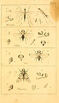 Profile Picture of Timia (fly)on Wikipedia