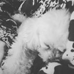 Profile Picture of Watson Johnathon Quinn (@wattypups) on Instagram
