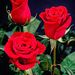 Profile Picture of Mahbub Choudhury (@choudhurymahbub) on Pinterest