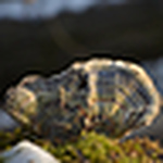 Profile Picture of Uelianken (@uelianken) on Flickr