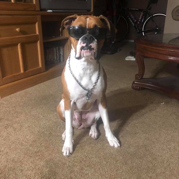 Profile Picture of Juanito Sandoval (@laajuan03) on Poshmark