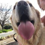 Profile Picture of Foster And Frankie (@fosterandfrankie) on Instagram