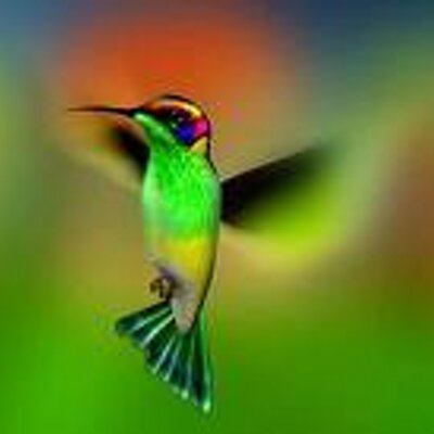 Profile Picture of Isabel Hermida (@hummingbirdlovu) on Twitter