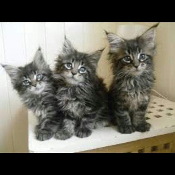 Profile Picture of Hannah Kreitzinger (@hannahkreit) on Poshmark