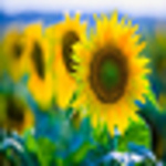 Profile Picture of Pooh310 (@pooh310) on Flickr